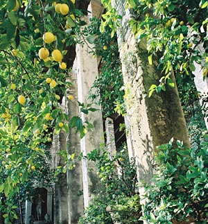 Antica limonaia